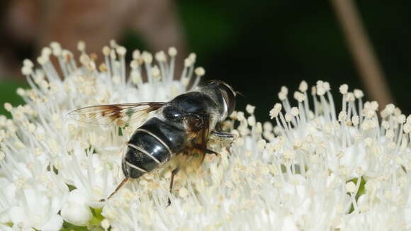 Image of Eristalis saxorum Wiedemann 1830