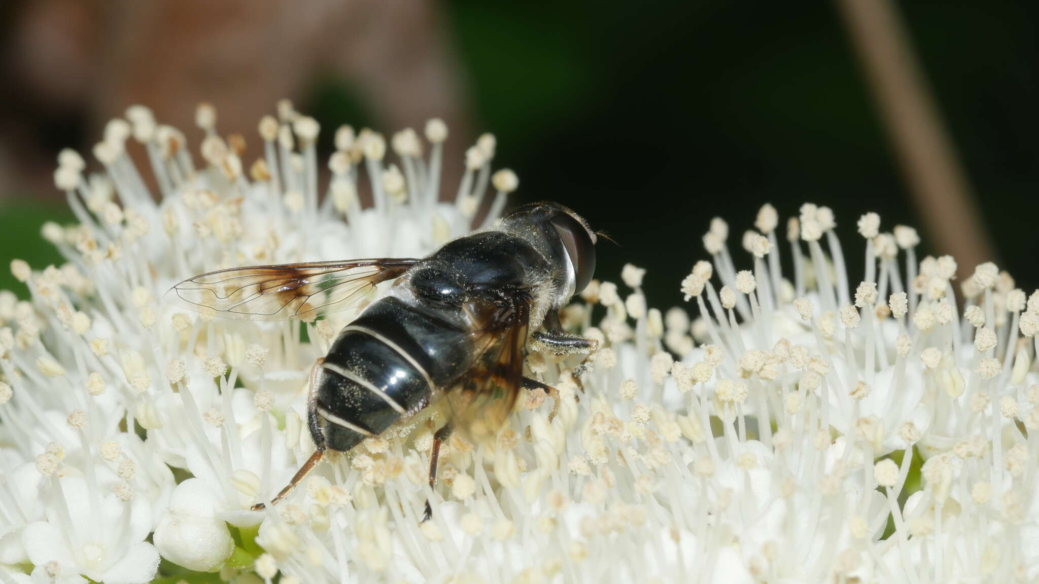 Image of Eristalis saxorum Wiedemann 1830