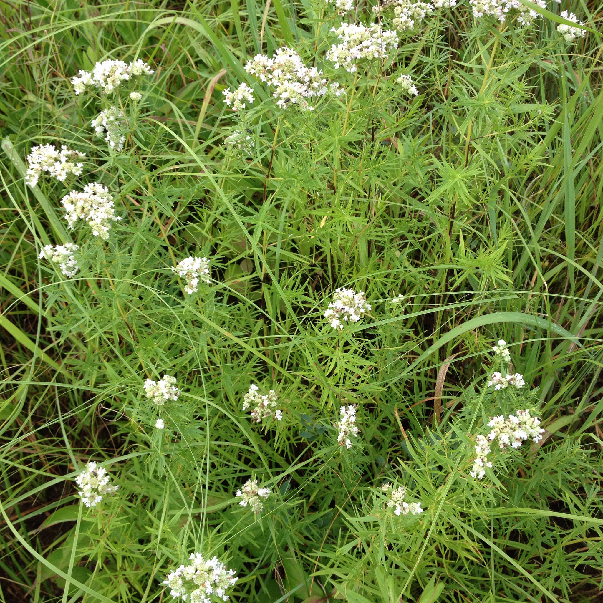 Image of narrowleaf mountainmint