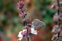 Image of Bright Babul Blue