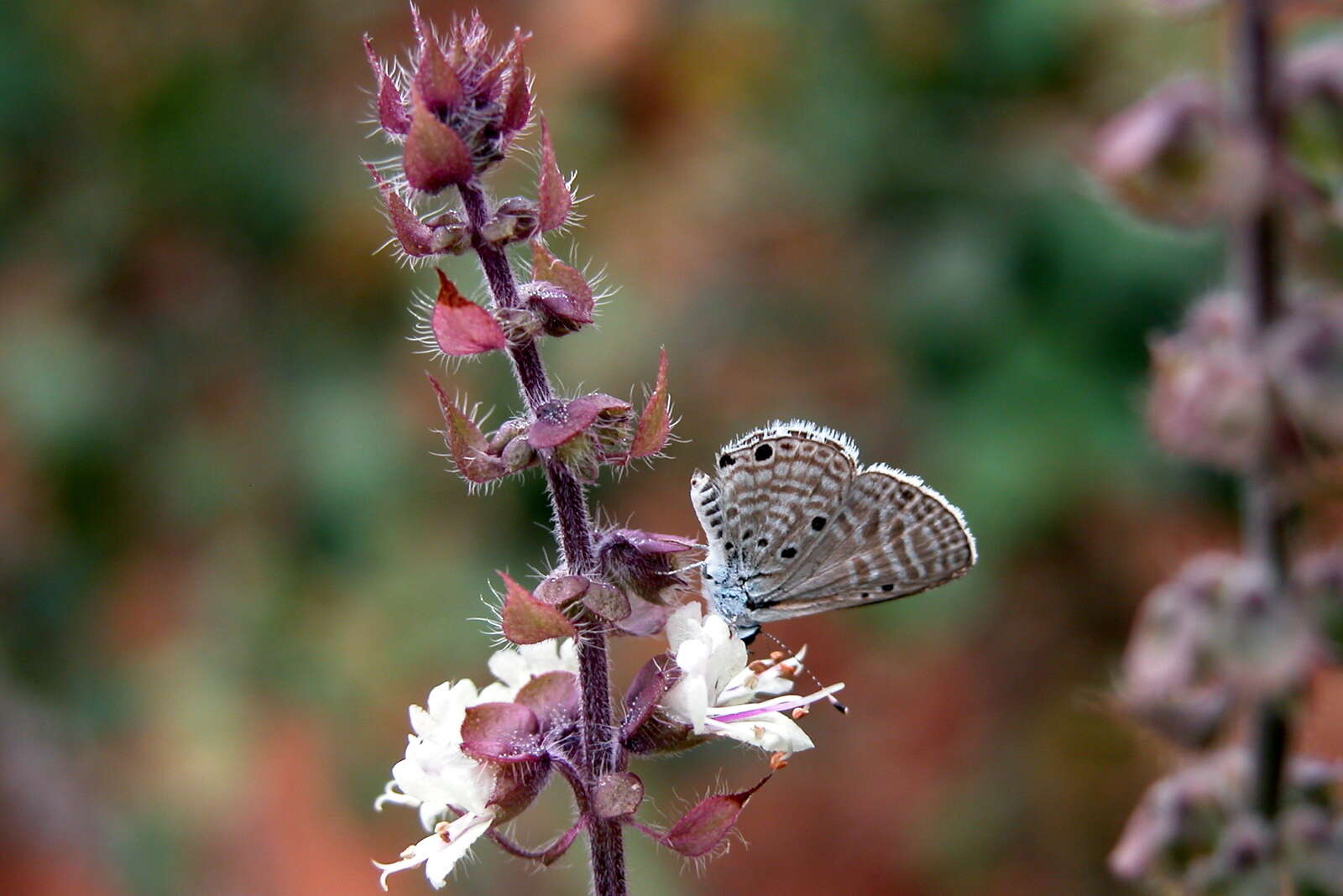 Image of Bright Babul Blue