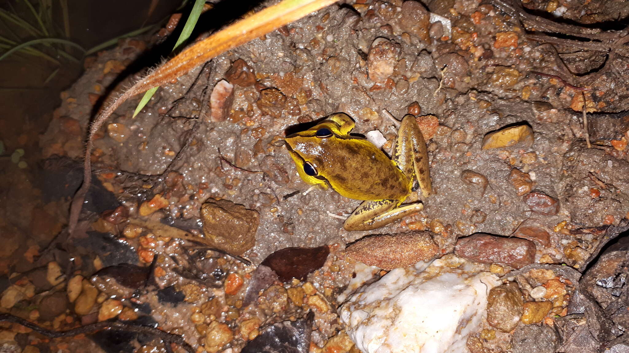 Image of Litoria spaldingi (Hosmer 1964)