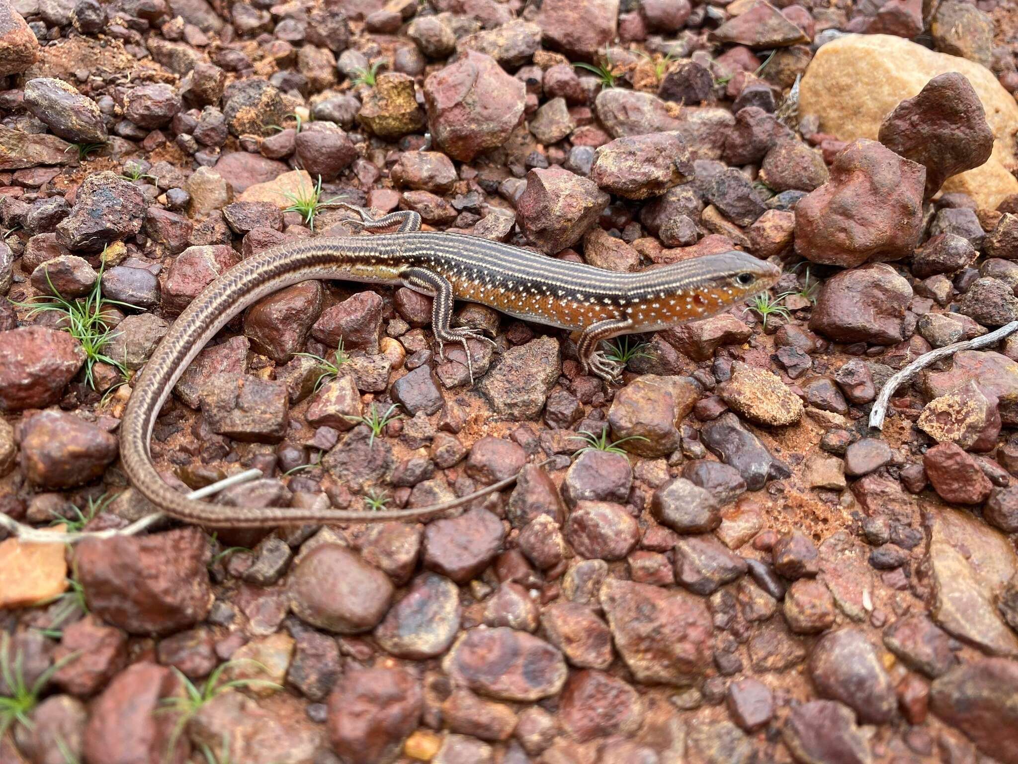 Image of Red-sided Ctenotus