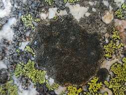 Image of sporastatia lichen