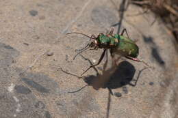 Image of Cicindela (Cicindela) turkestanica Ballion 1871