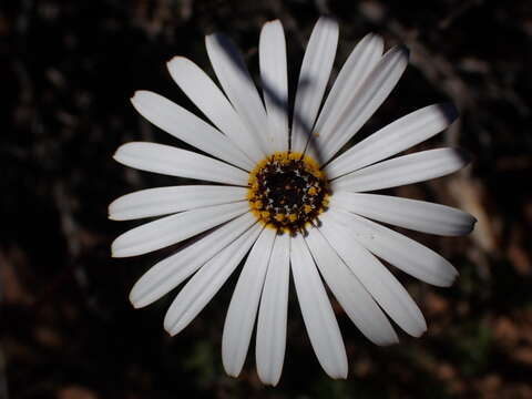 Ursinia pilifera (Berg.) Gaertn. resmi