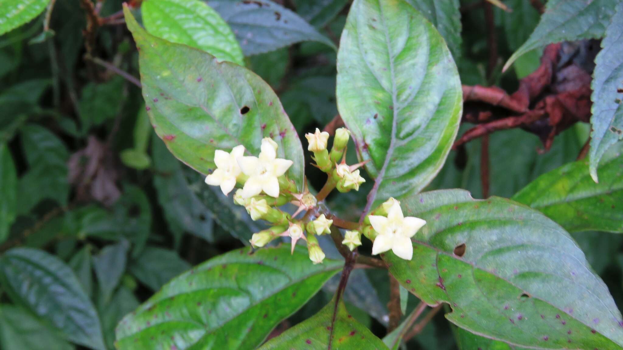 Image of Mussaenda parviflora Miq.