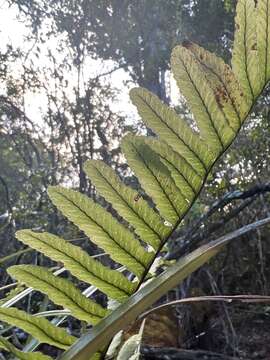 Plancia ëd Polypodium pellucidum Kaulf.