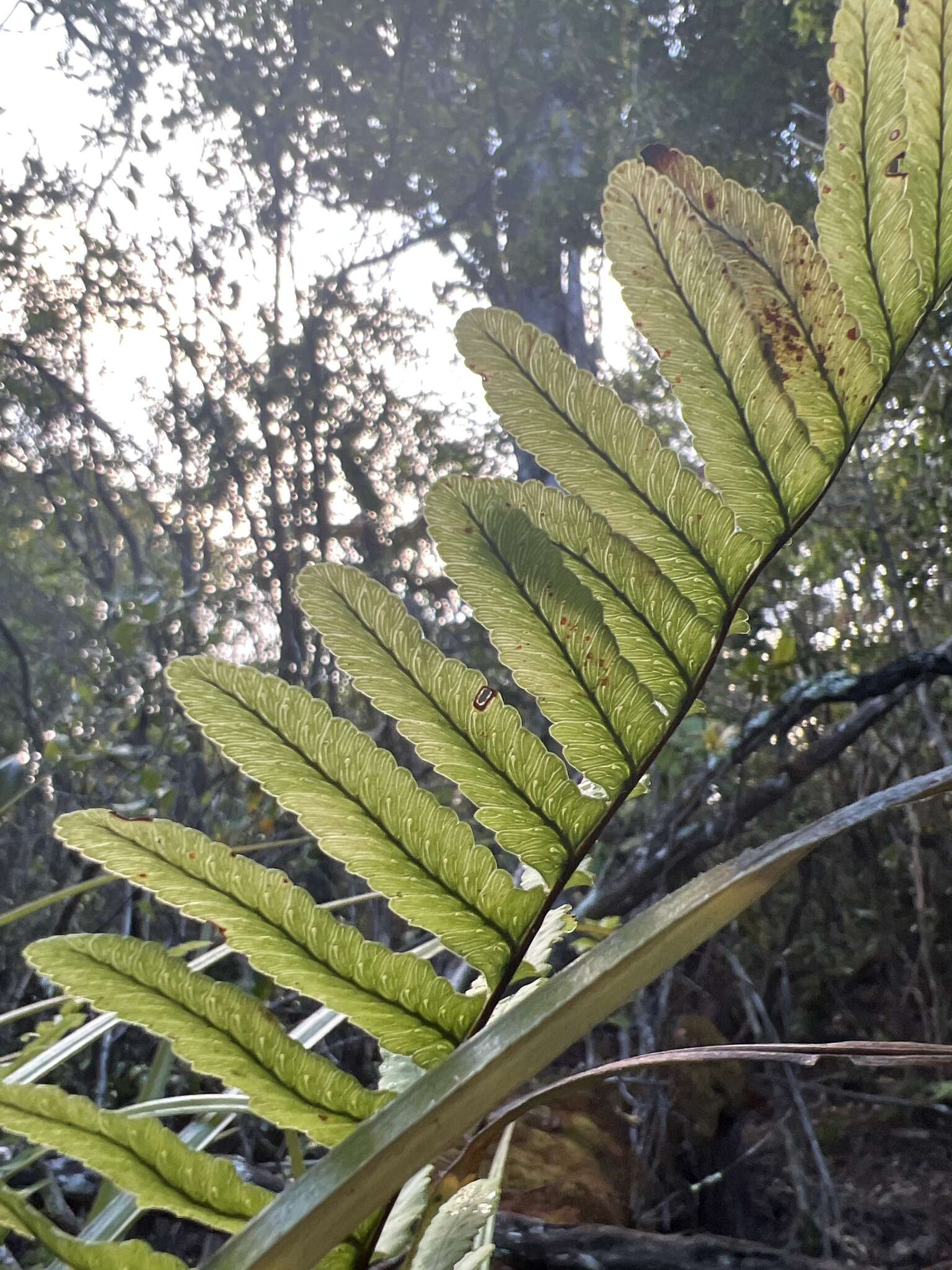 Polypodium pellucidum Kaulf.的圖片