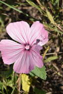 Image of annual mallow