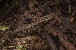 Image of Rose Whorltail Iguana