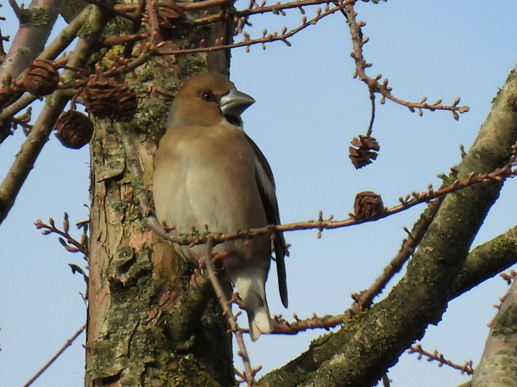 Image of Coccothraustes coccothraustes coccothraustes (Linnaeus 1758)