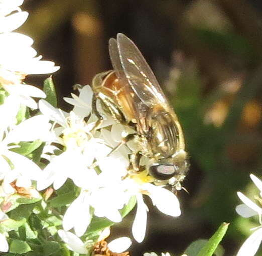 Image of <i>Asemosyrphus polygrammus</i>