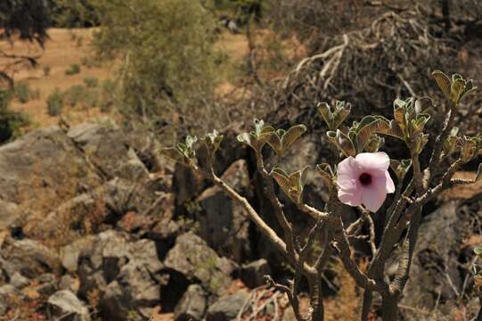 Image of Adenium obesum subsp. boehmianum (Schinz) G. D. Rowley