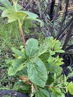 Imagem de Aesculus parryi A. Gray