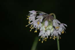 Image of Lady's leek