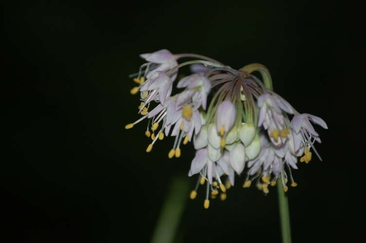 Image of Lady's leek