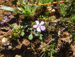 Image of Lyperia violacea (Jarosz) Benth.