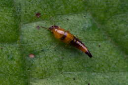 Image of Tachyporus formosus Matthews & A. H. 1838