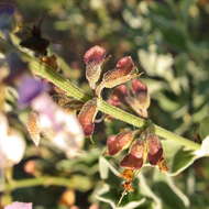 Image of Syncolostemon elliottii (Baker) D. F. Otieno