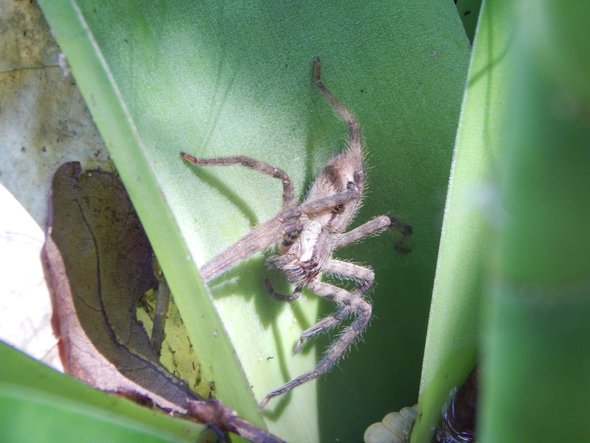 صورة Cupiennius salei (Keyserling 1877)