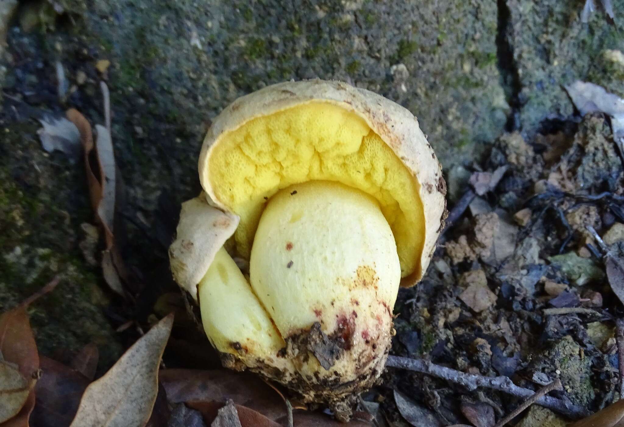 Image of Iodine bolete