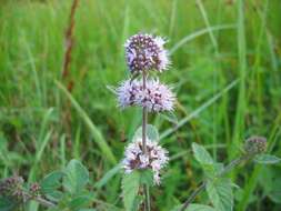 Image of Water Mint