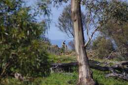 Image of Ring-tailed Rock Wallaby