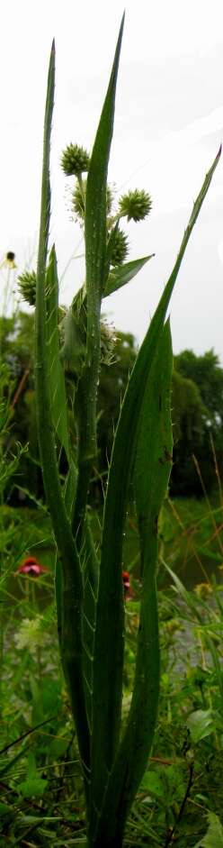 Imagem de Eryngium yuccifolium Michx.