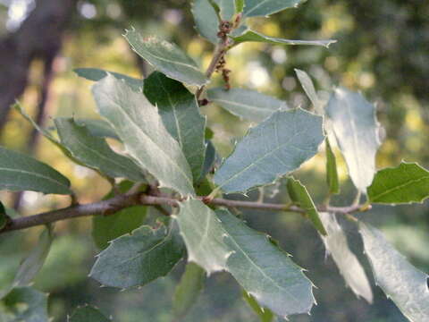 Image of Kermes Oak