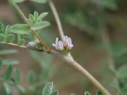 Imagem de Astragalus tribuloides Delile