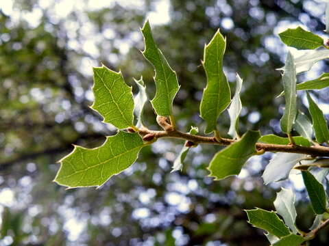 Image of Kermes Oak