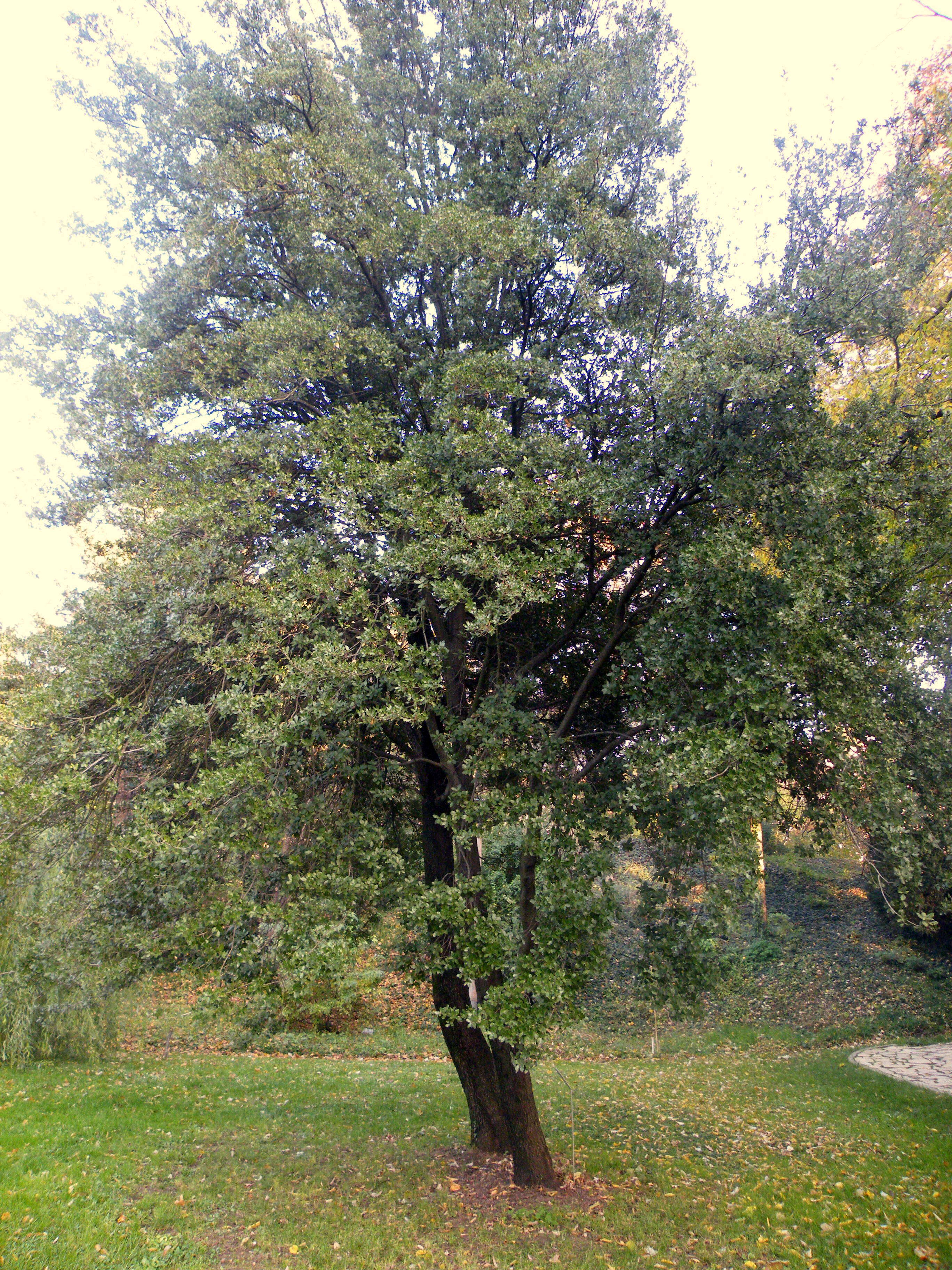 Image of Kermes Oak