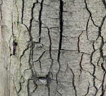 Image of Kermes Oak