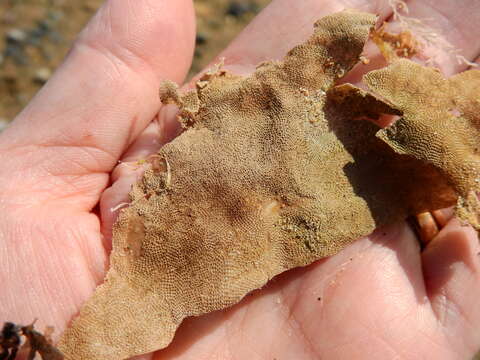 Image of Hairy bryozoan