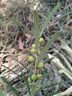 Hovea clavata I. Thomps.的圖片