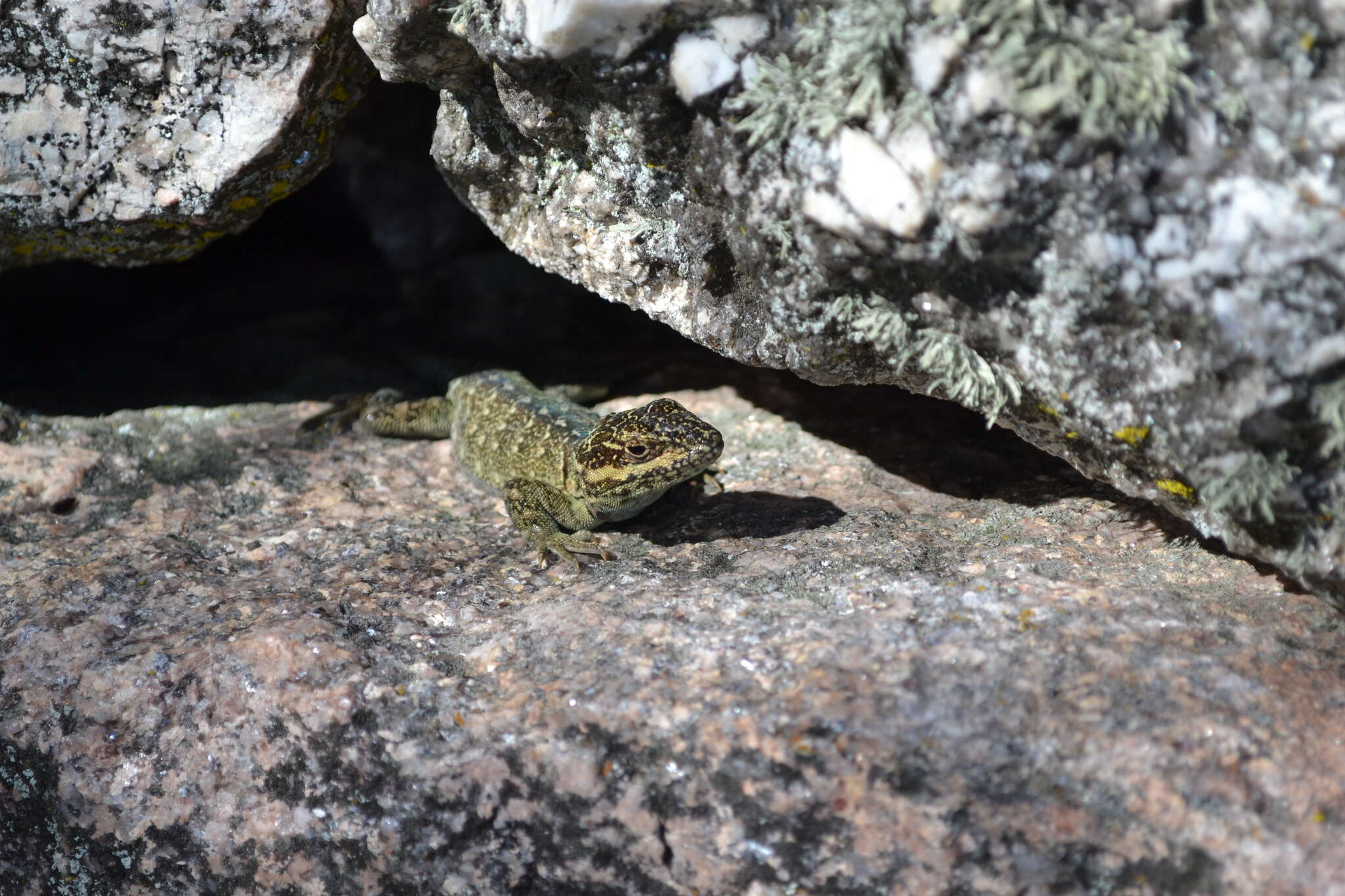 صورة Pristidactylus achalensis (Gallardo 1964)