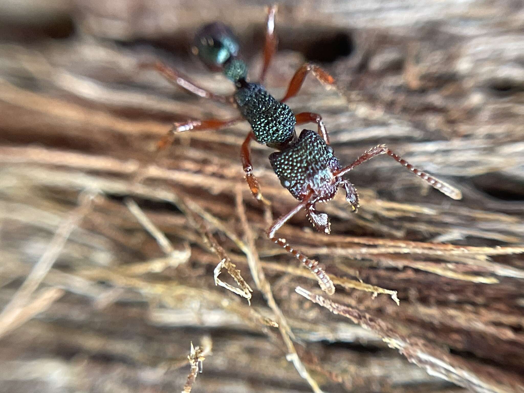 Image of Rhytidoponera aspera (Roger 1860)