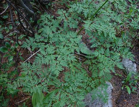 Ligusticum porteri Coult. & N. E. Rose resmi