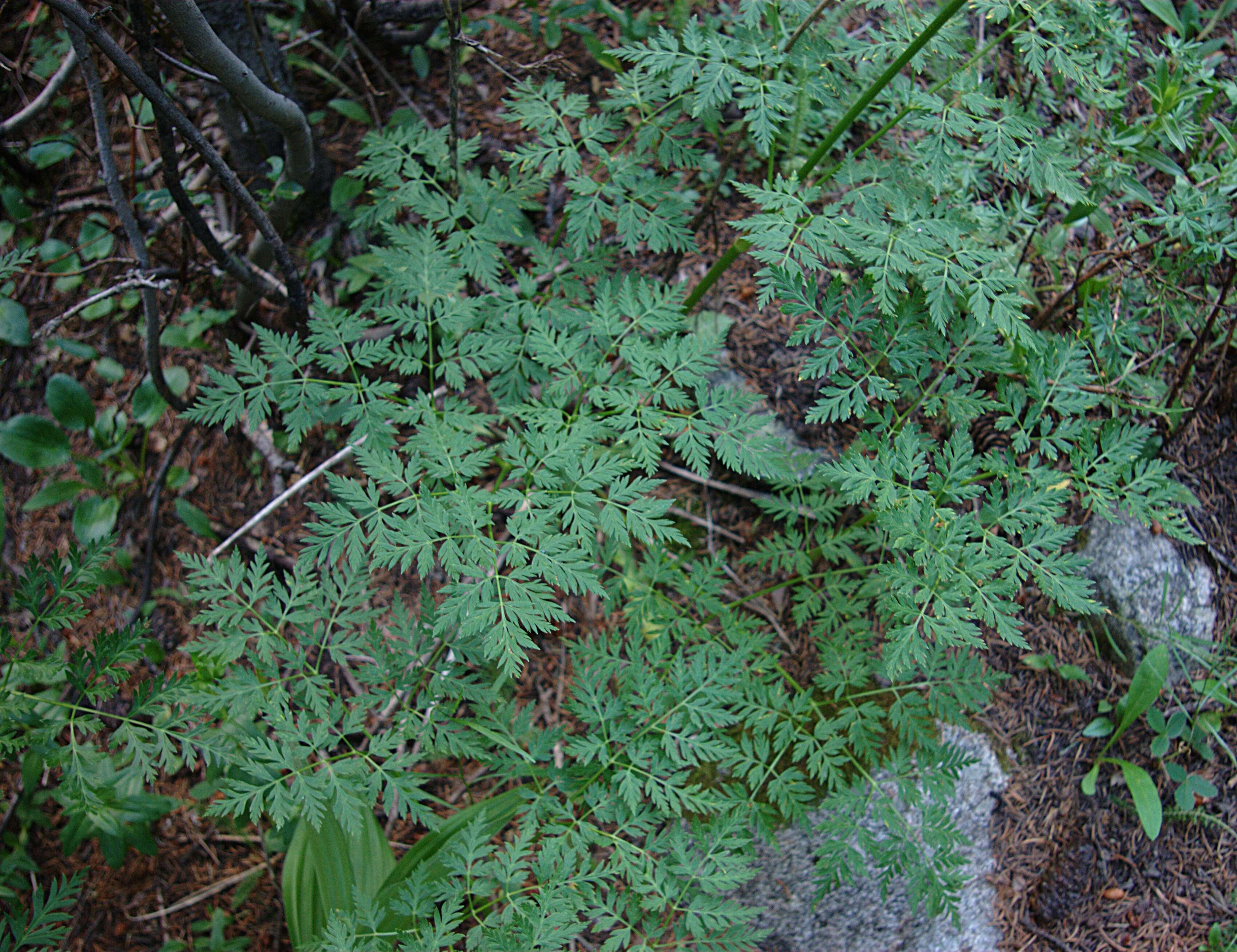 Image de Ligusticum porteri Coult. & N. E. Rose