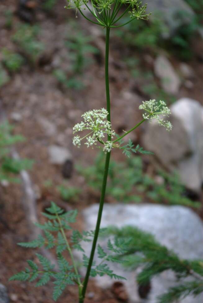 Ligusticum porteri Coult. & N. E. Rose的圖片