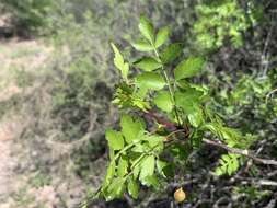 Image of Bursera laxiflora S. Wats.