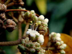 Plancia ëd Viburnum rhytidophyllum Hemsl. ex Forb. & Hemsl.