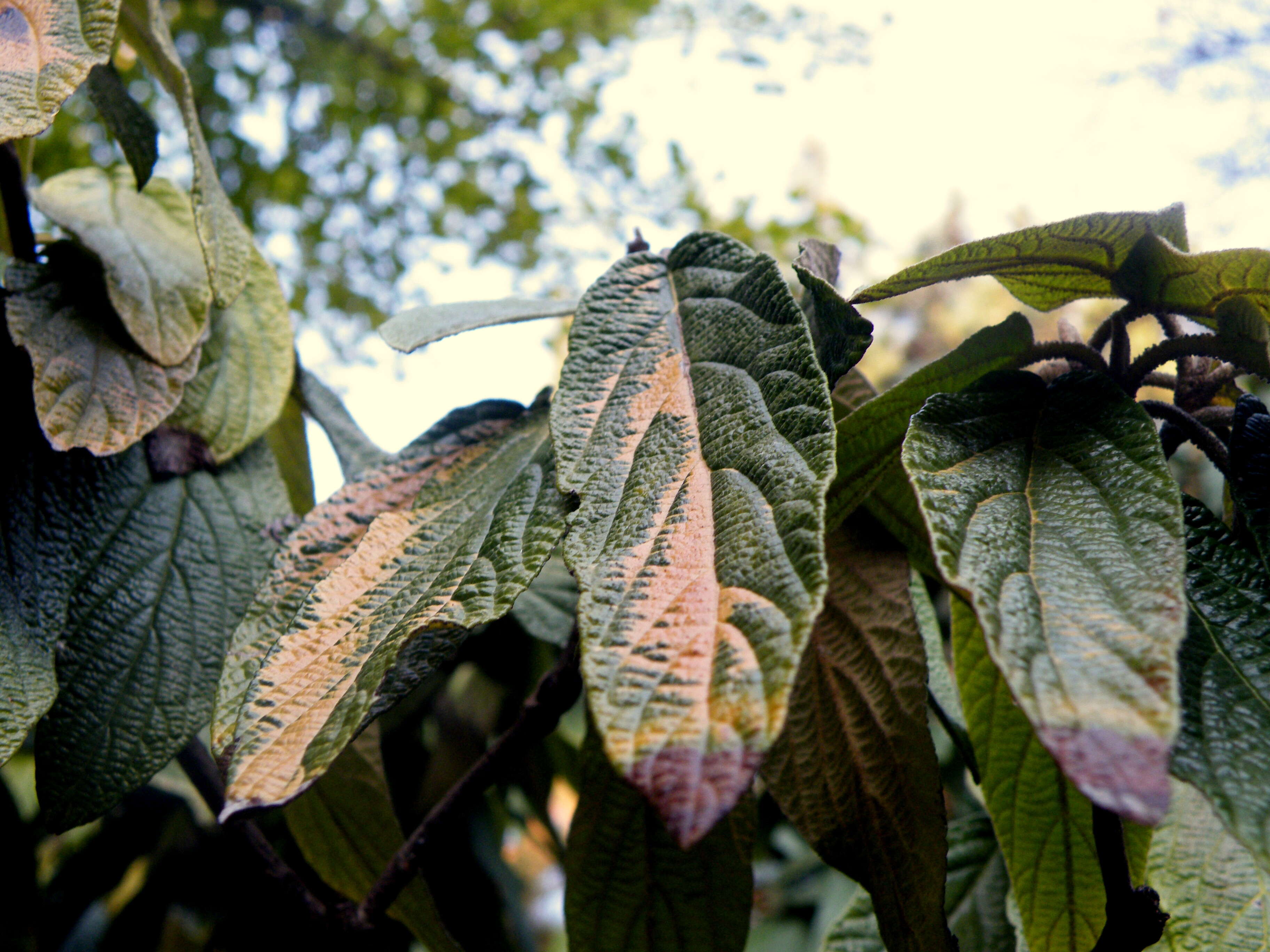 Plancia ëd Viburnum rhytidophyllum Hemsl. ex Forb. & Hemsl.