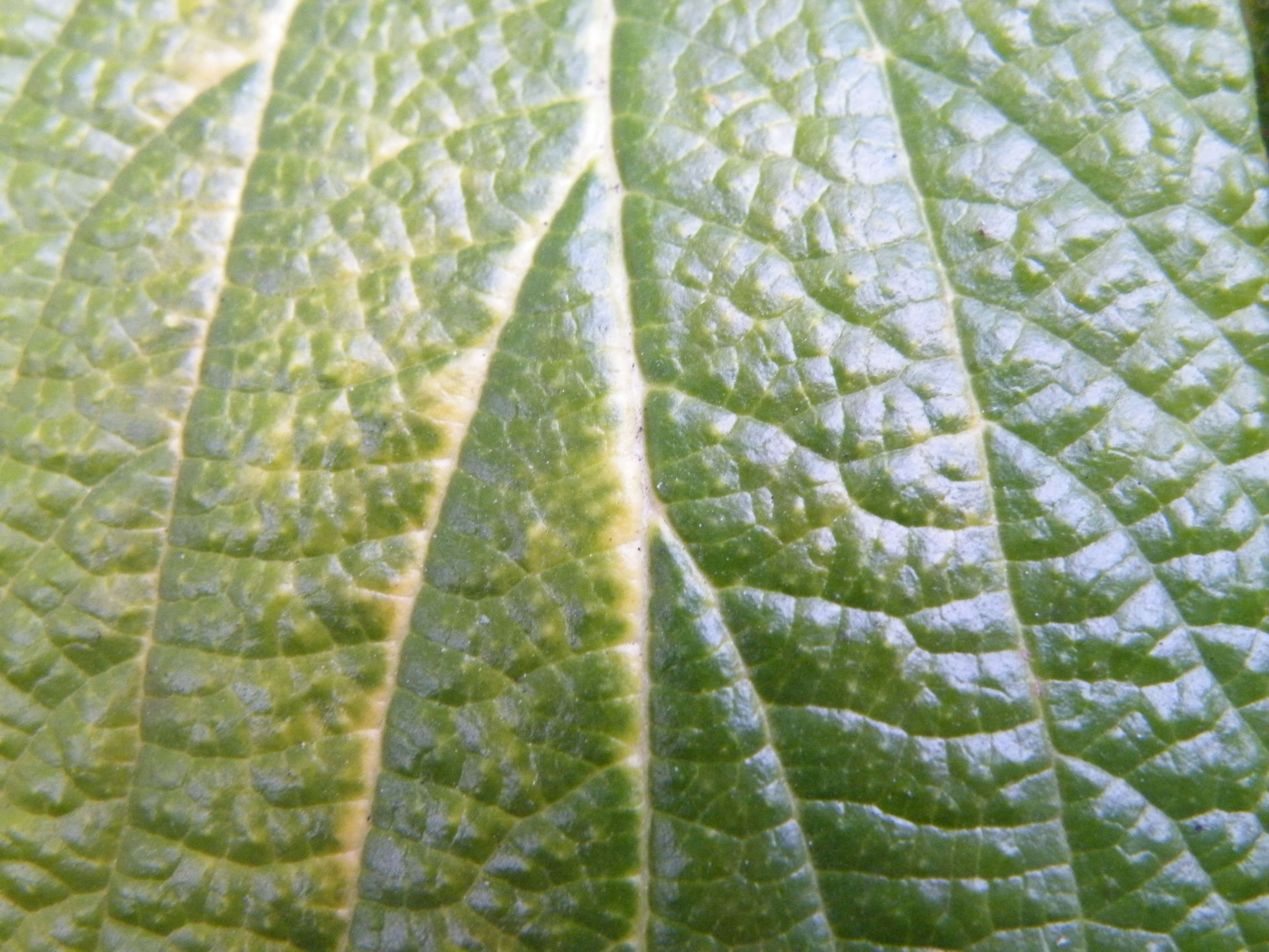 Plancia ëd Viburnum rhytidophyllum Hemsl. ex Forb. & Hemsl.