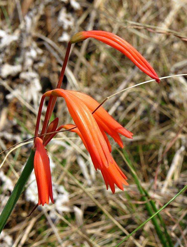 Image of Cyrtanthus bicolor R. A. Dyer