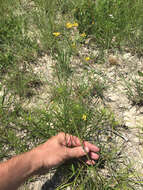 Image of rock flax