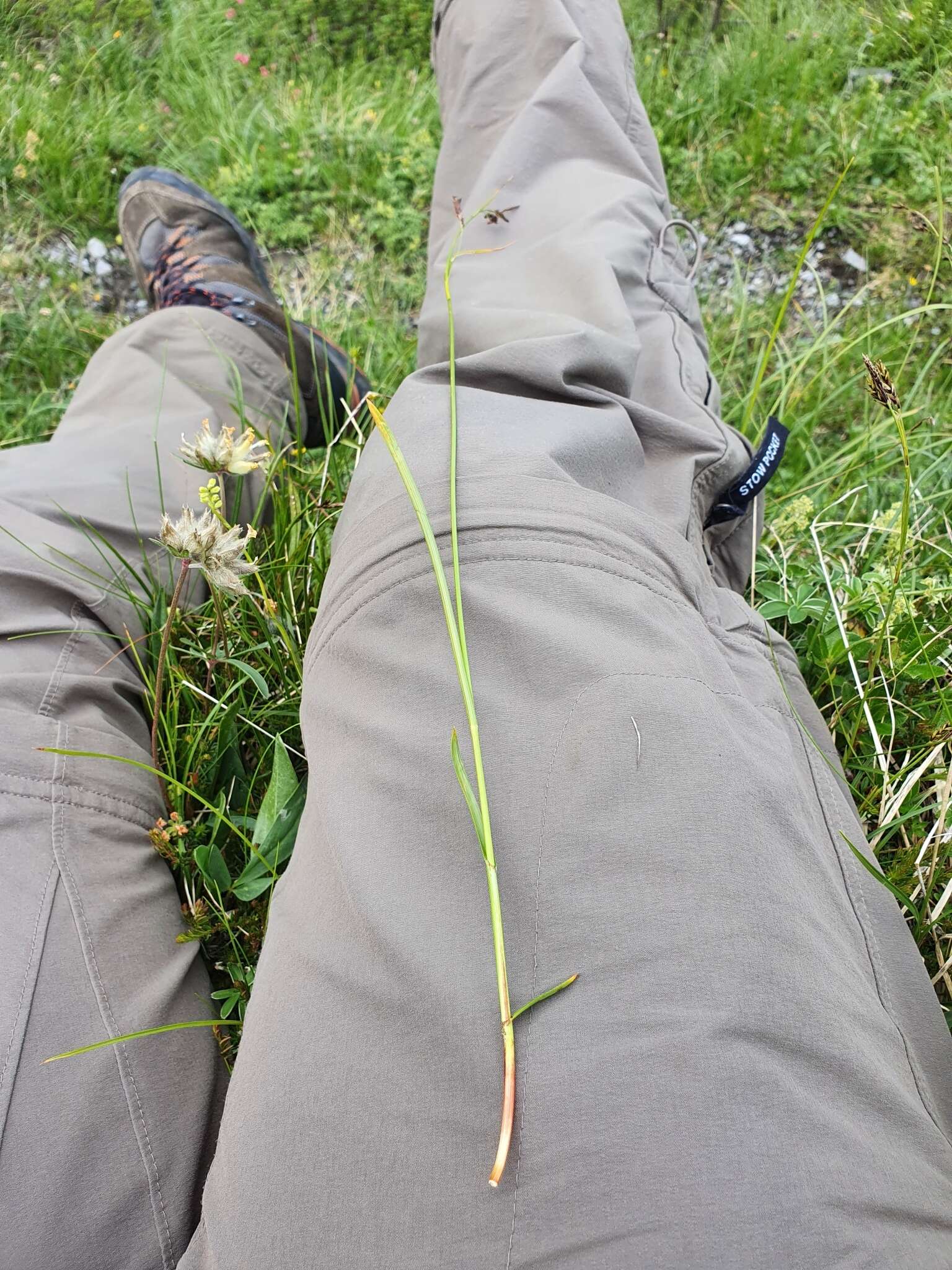 Image de Carex ferruginea Scop.