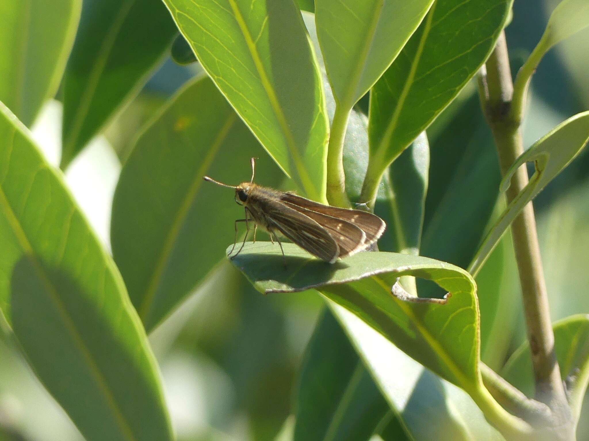 Image of Salt Marsh Skipper