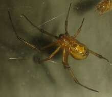 Image de Latrodectus geometricus C. L. Koch 1841